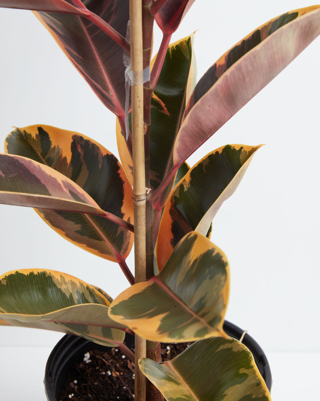 ruby rubber tree plant care Ficus Elastica Ruby for Sale With Large Options & Care Guide