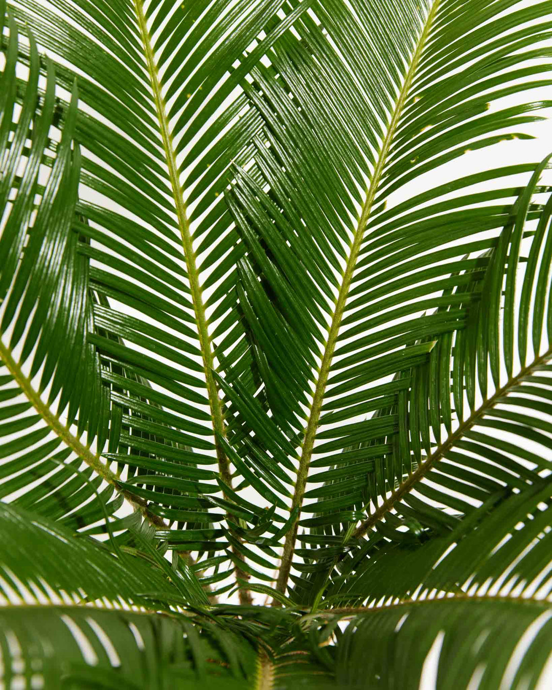 comb palm plant Sago Palm For Sale | Palm Trees