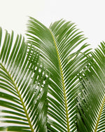 Sago Palm Featured Image