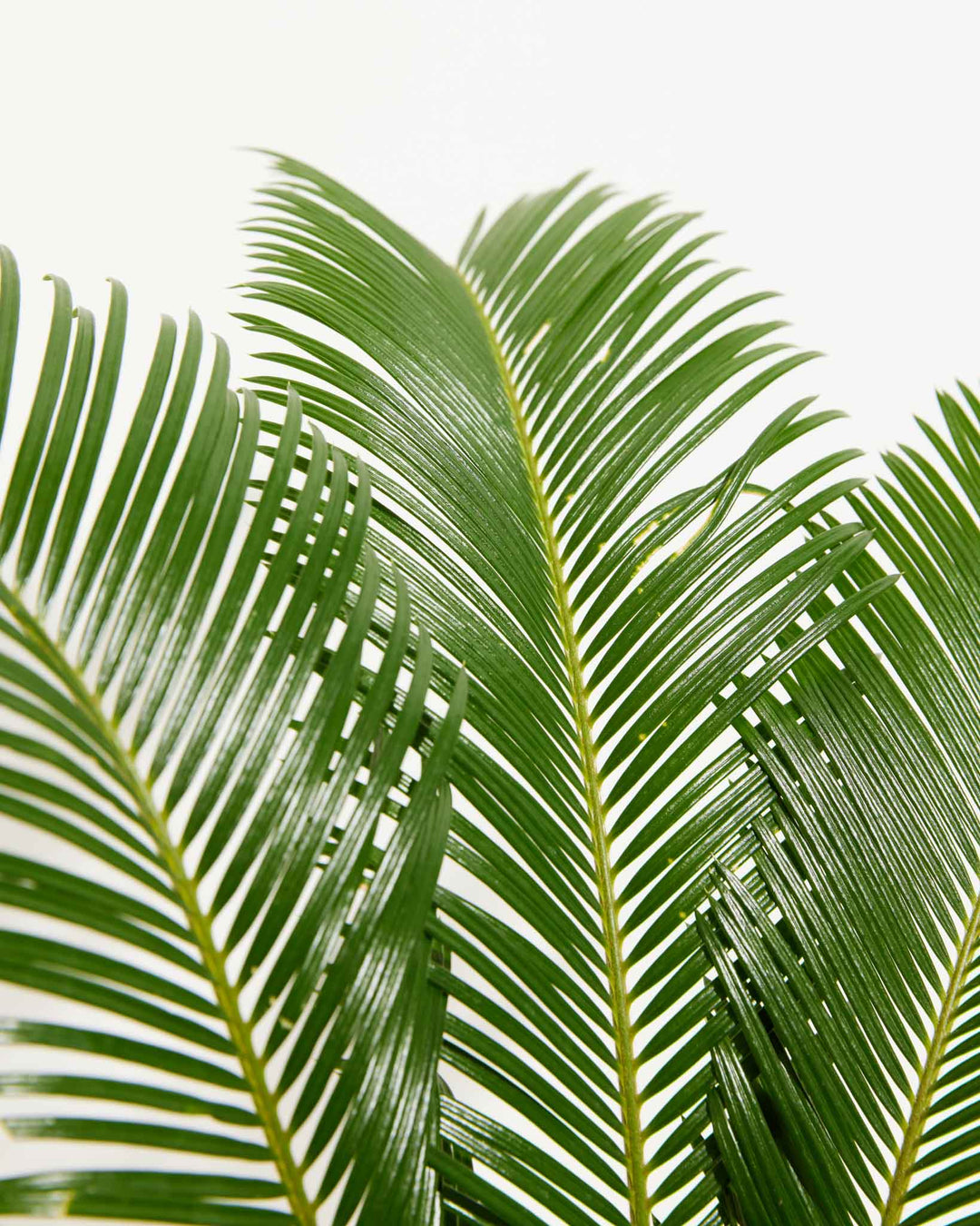 green sago palm plant Sago Palm For Sale | Palm Trees