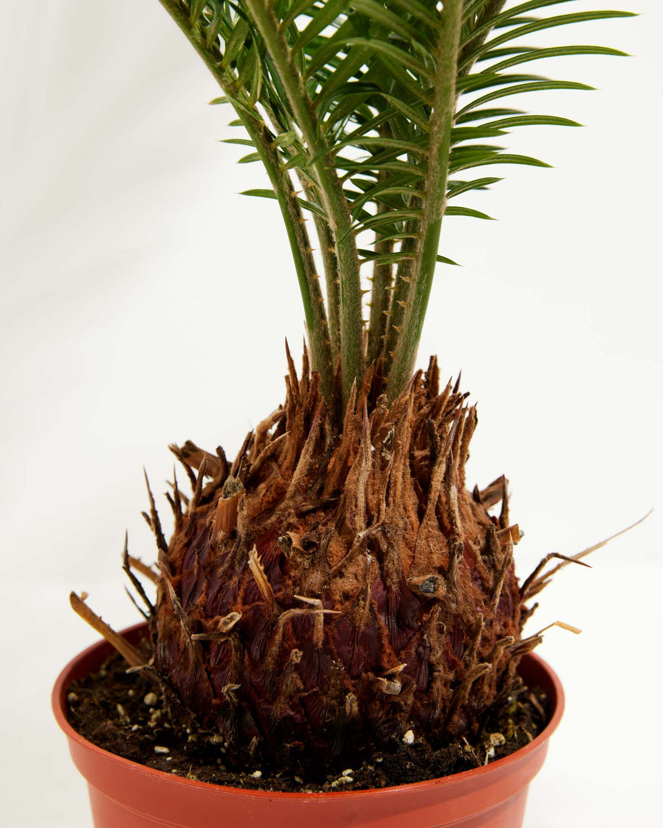 Sago Palm For Sale, Including Large Options & Care Guide