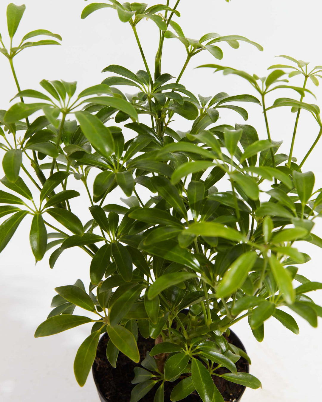 schefflera arboricola mini green Dwarf Umbrella Tree (Schefflera Arboricola)