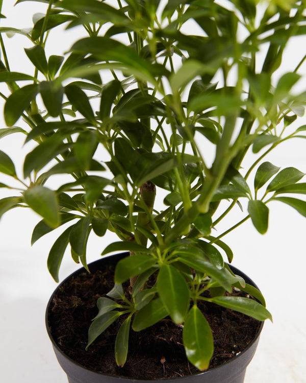 Umbrella Tree | Mini Schefflera Arboricola | Table Plants | Lively Root