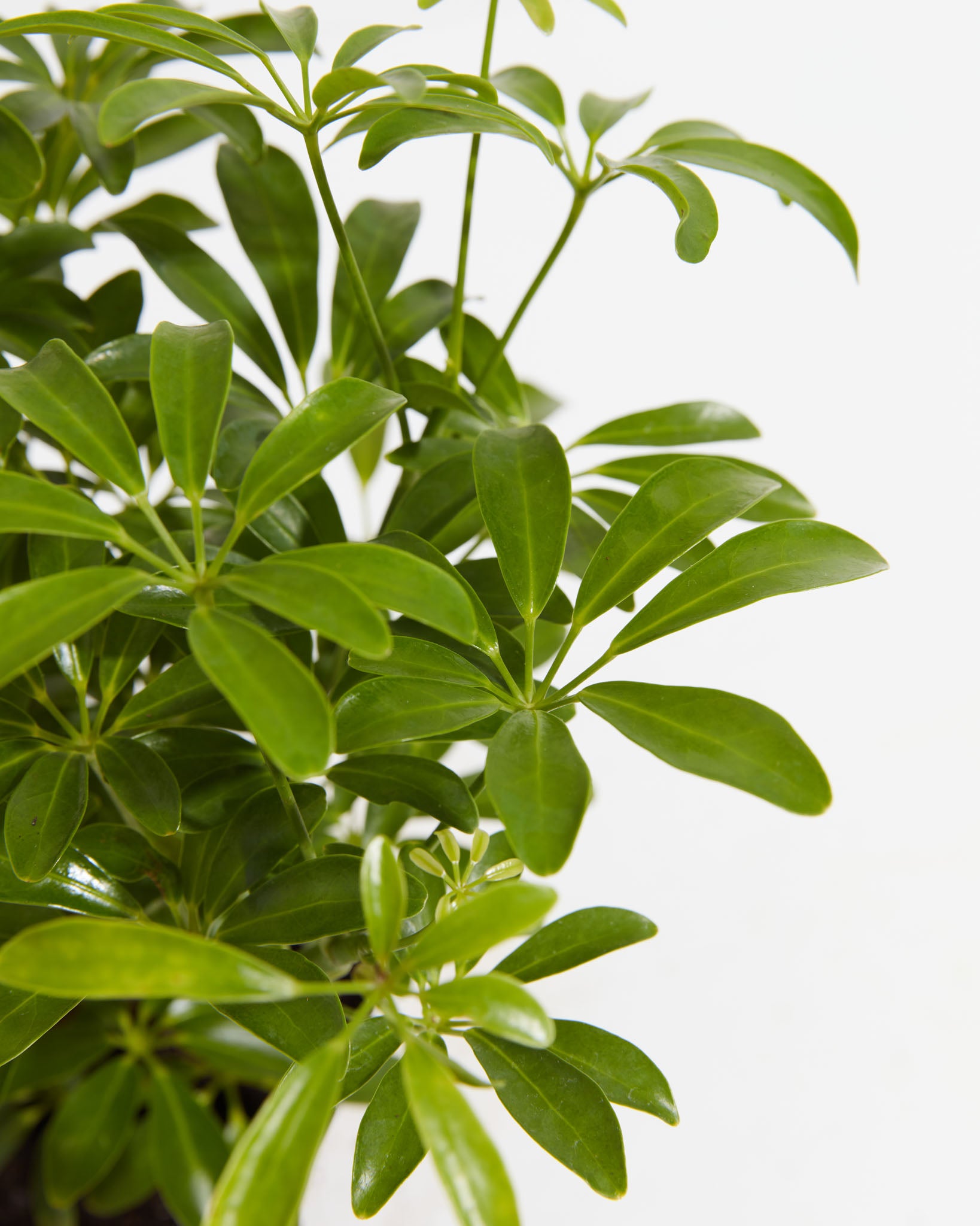 Dwarf Umbrella Tree (Schefflera Arboricola) | Lively Root