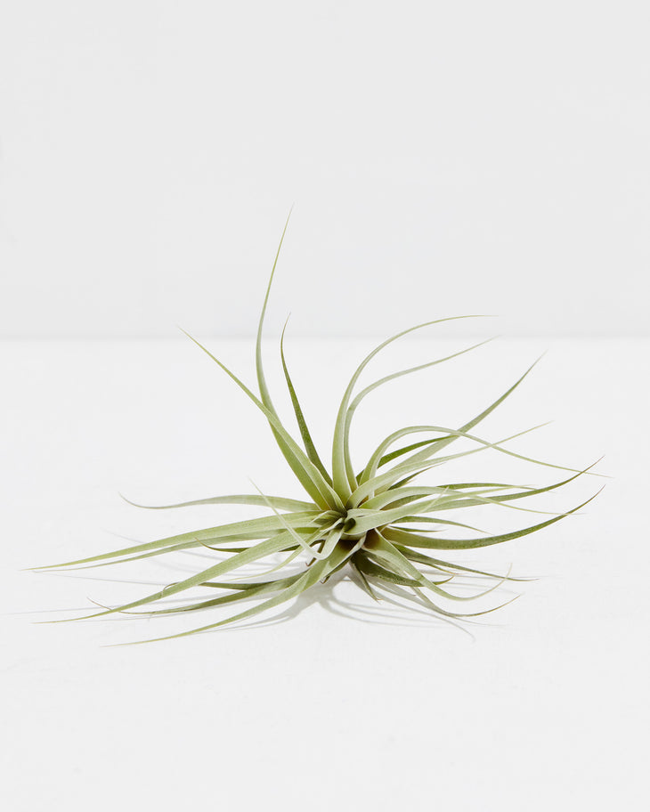 T. Silver Queen Air Plant, Lively Root, Plant, , , , 