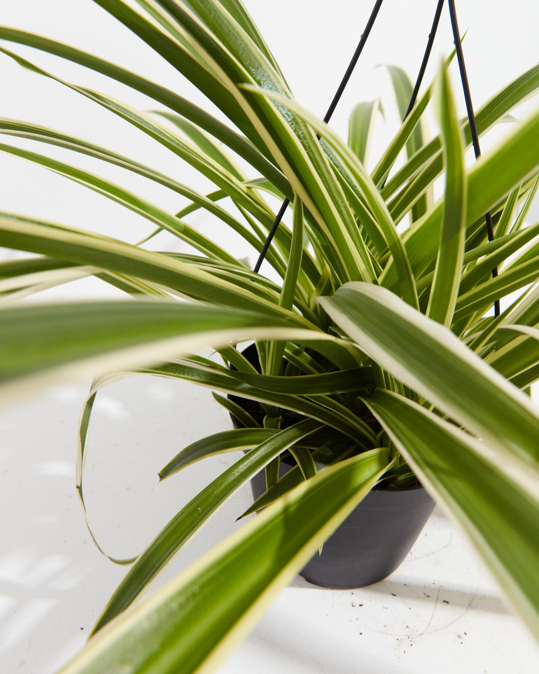 indoor plant spider plant Spider Plant | Chlorophytum Comosum