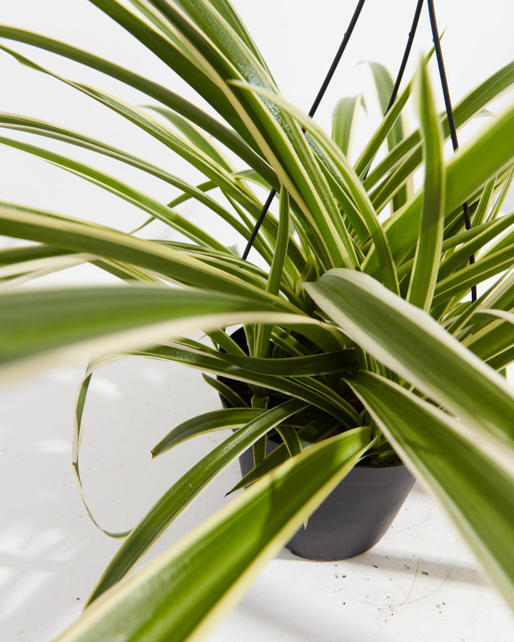 where to buy spider plant Spider Plant | Chlorophytum Comosum