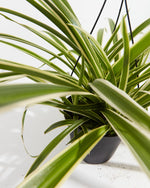 Spider Plant Reverse in Disco Ball Featured Image