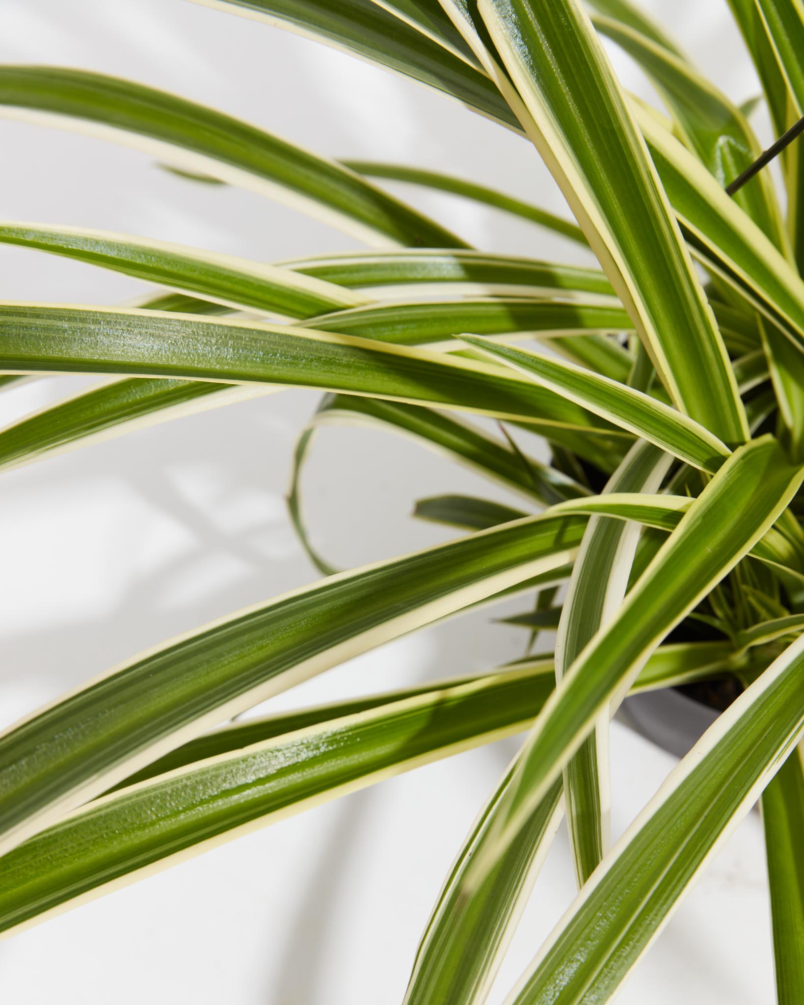 Lively Root Spider Plant - Thumbnail 2