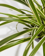 Variegated Spider Plant Reverse Featured Image