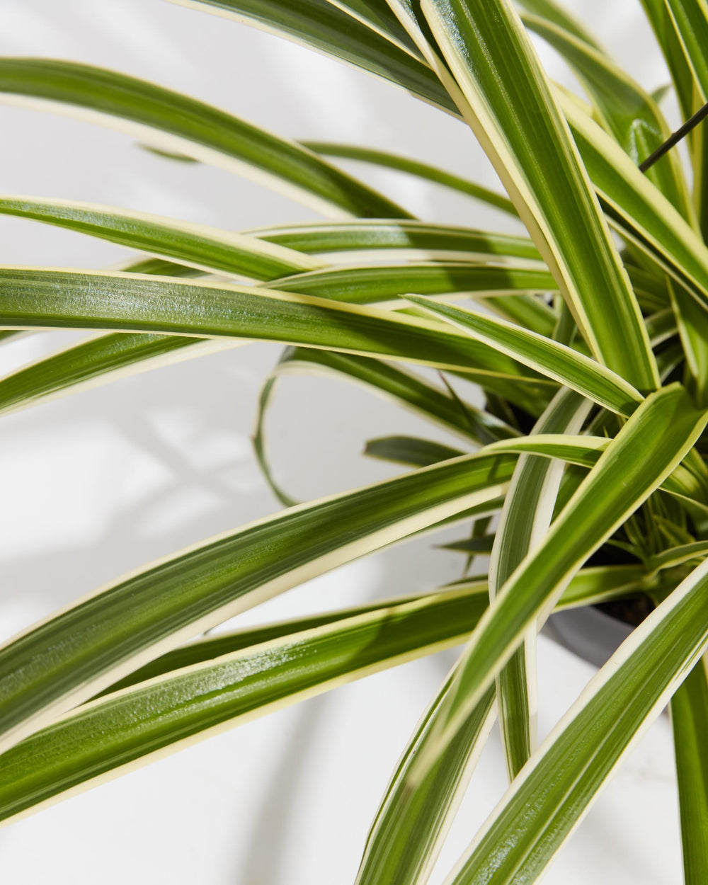 symphony for a spider plant Spider Plant | Chlorophytum Comosum