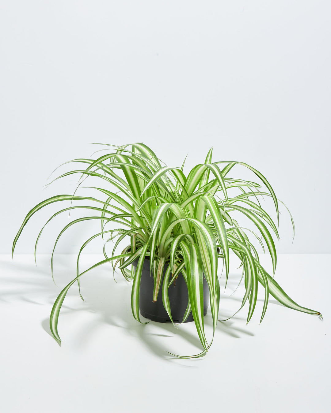 plastic spider plant Variegated Spider Plant | Houseplant Delivery