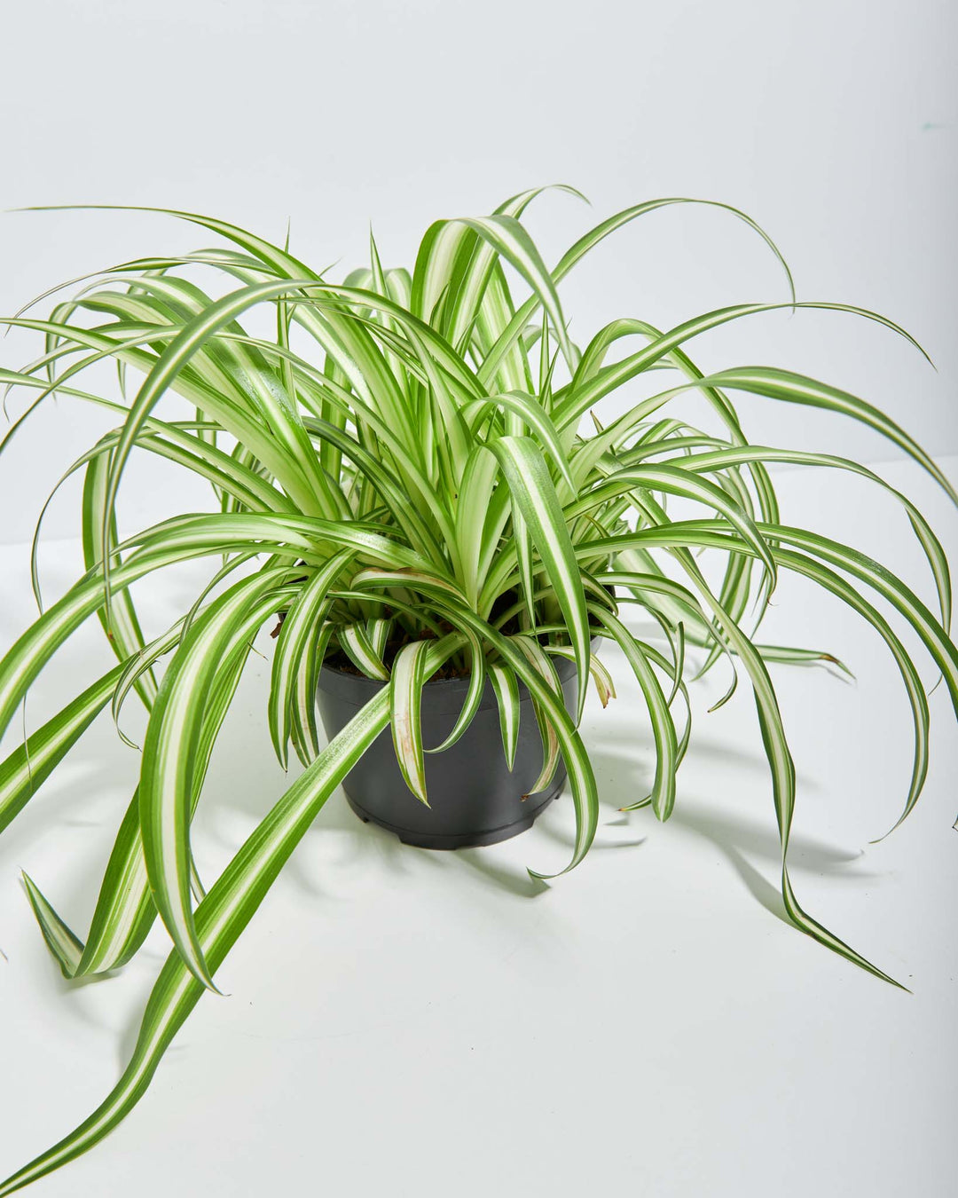spider plant light green Variegated Spider Plant | Houseplant Delivery