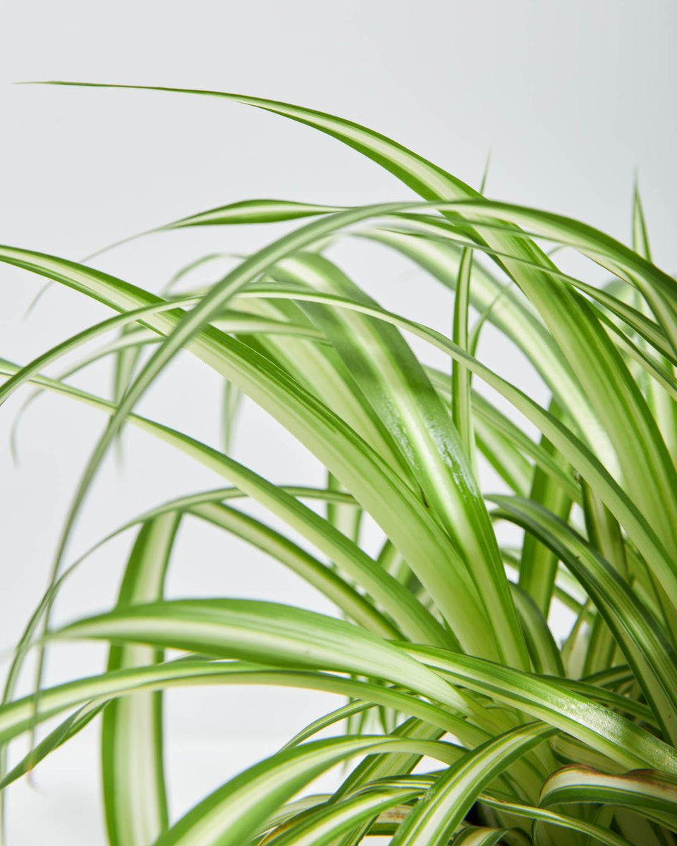 Variegated Spider Plant Featured Image