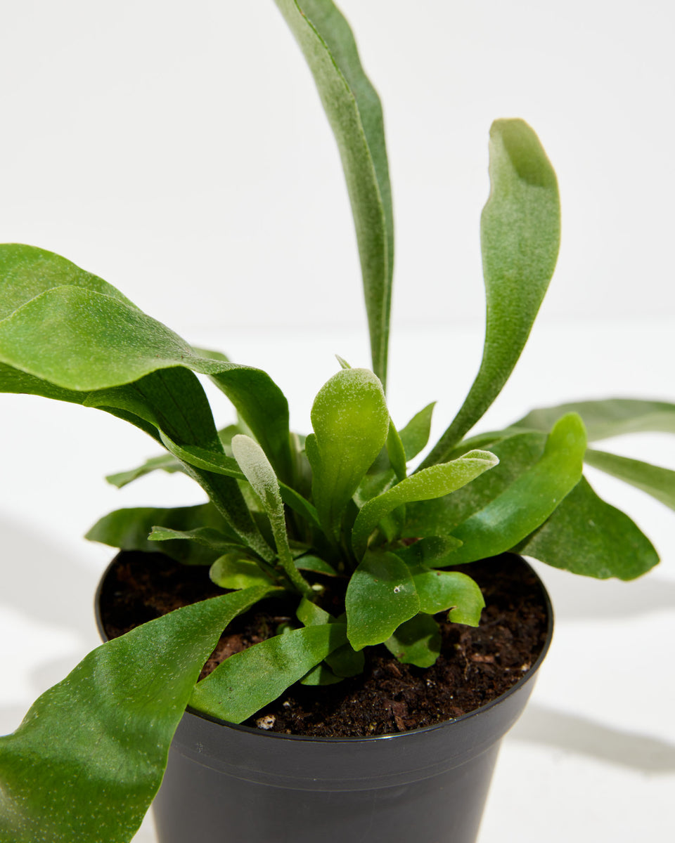 Staghorn Fern Featured Image