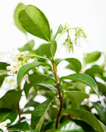 Star Jasmine Plant Featured Image