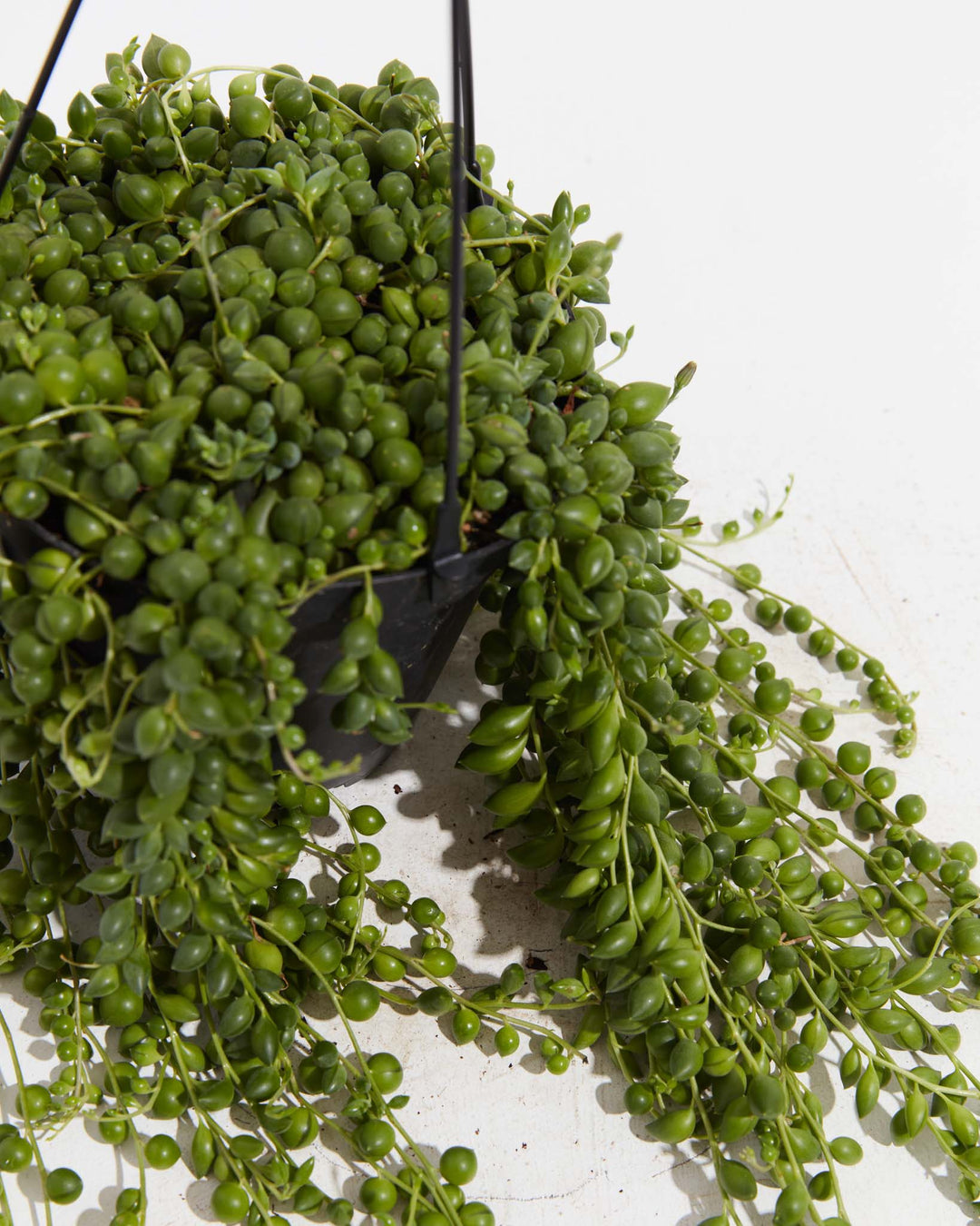 tears succulent String of Tears | Growing Vines