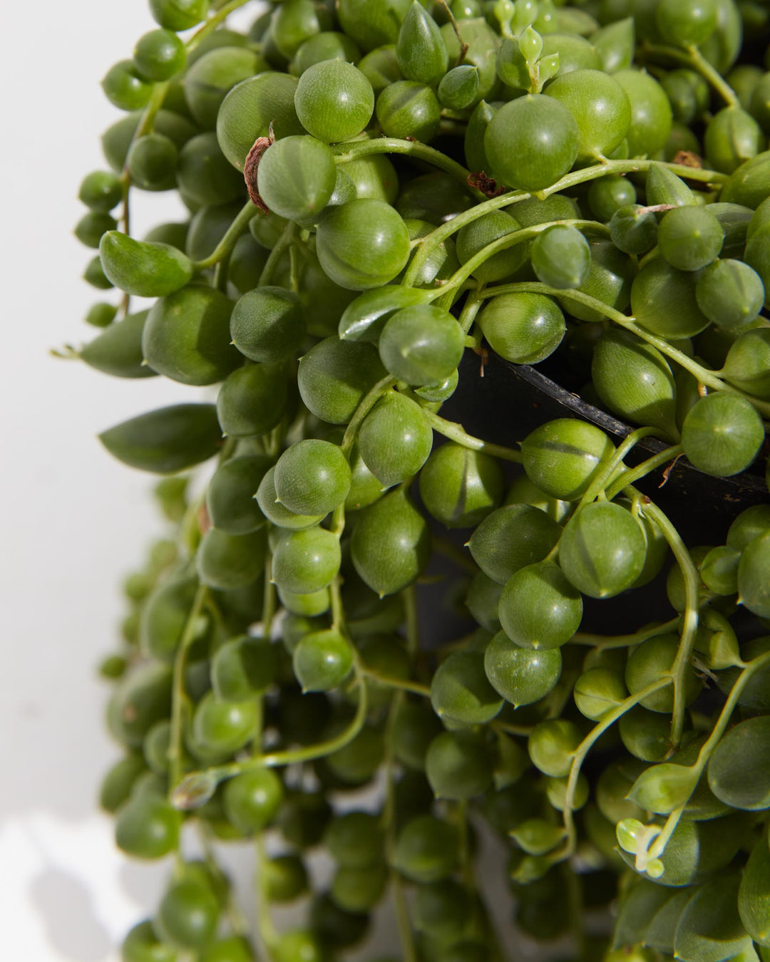 succulent string of tears String of Tears | Growing Vines