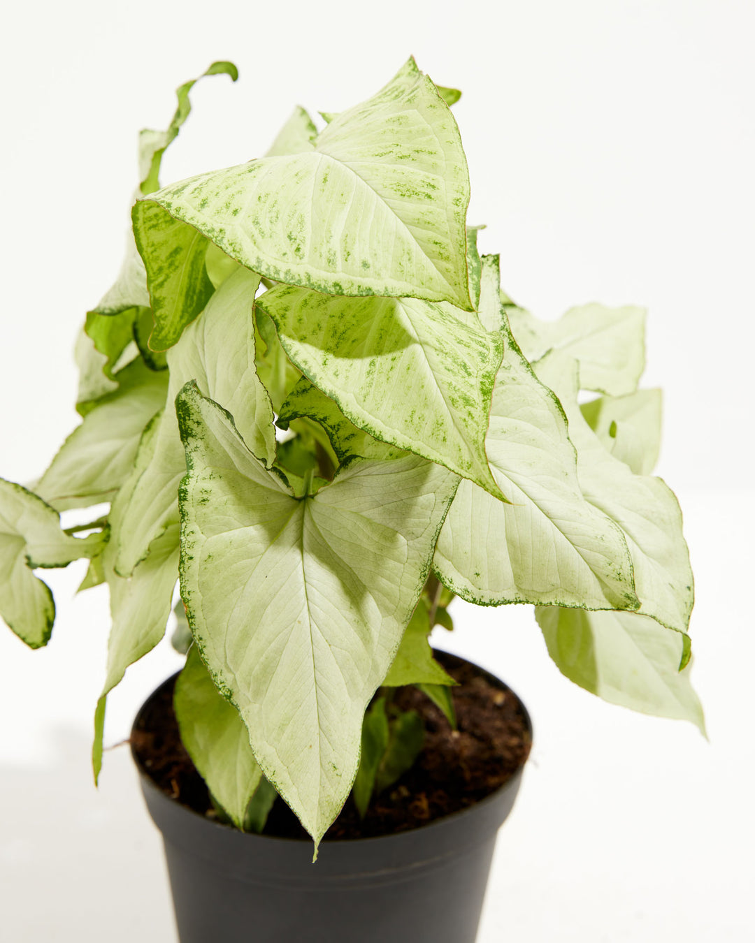 holy pothos Syngonium Holly Bianco For Sale Including Care Guide