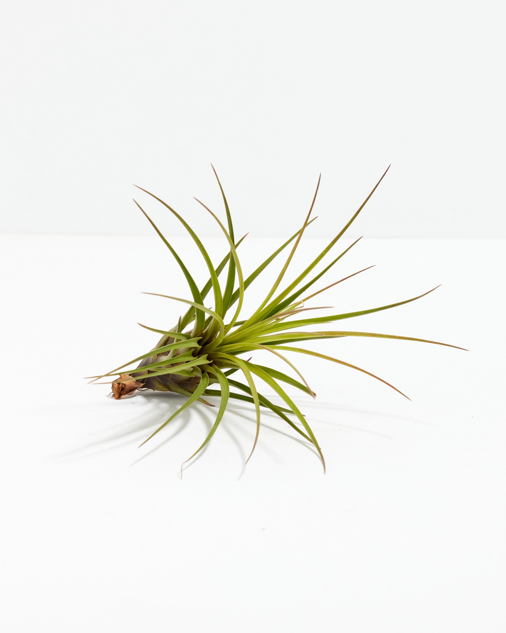 Melanocrater Tricolor Air Plant