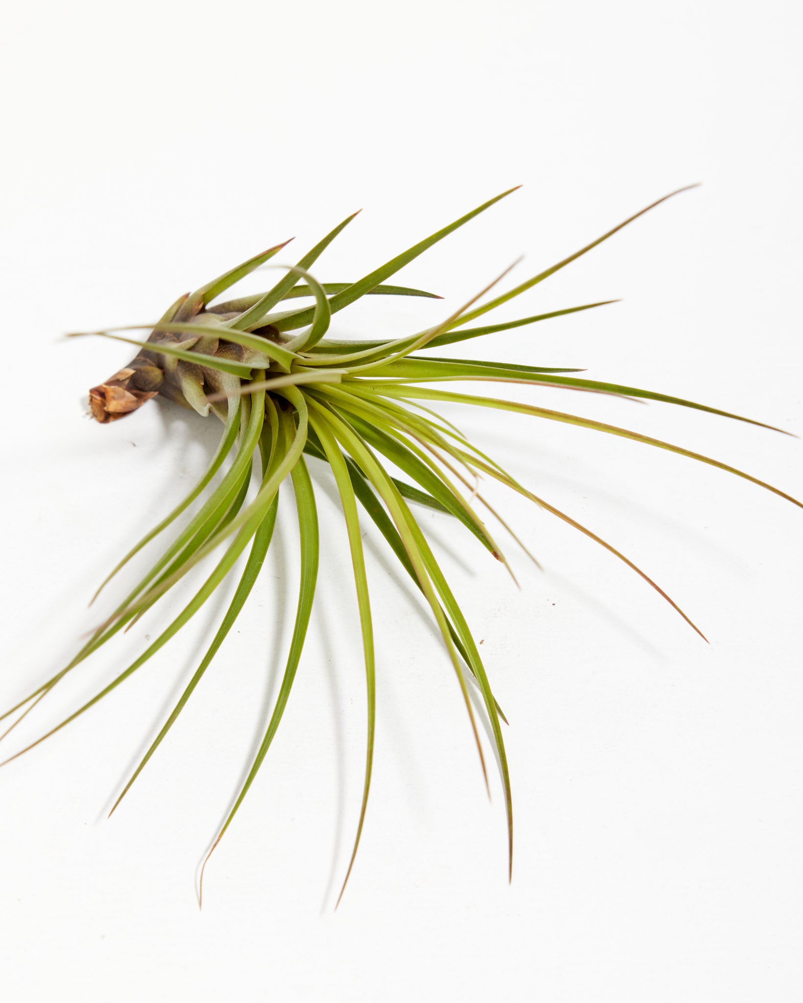 tricolor air plant Melanocrater Tricolor | Air plant