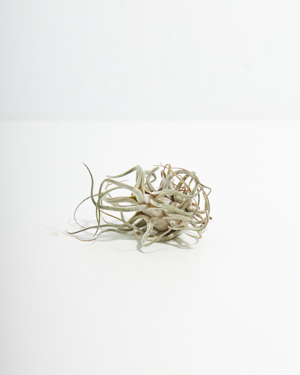 Ty Ehlersiana x Bulbosa Air Plant