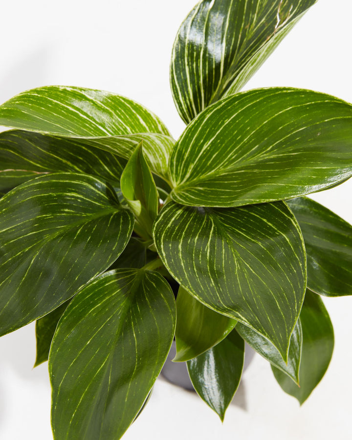 philodendron birkin common name Philodendron Birkin | Indoor Plants
