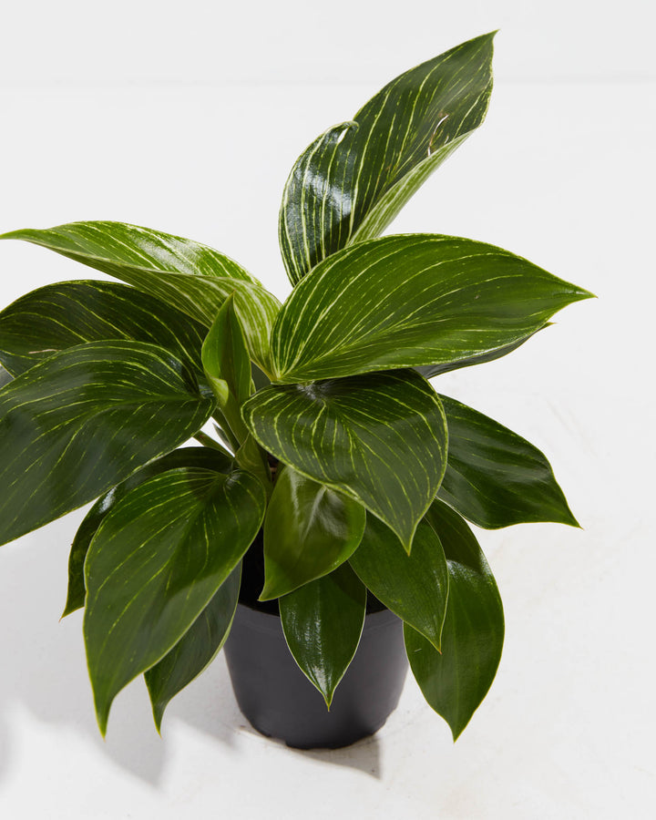 philodendron birkin plant for sale Philodendron Birkin | Indoor Plants
