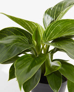 Philodendron Birkin Plant Featured Image