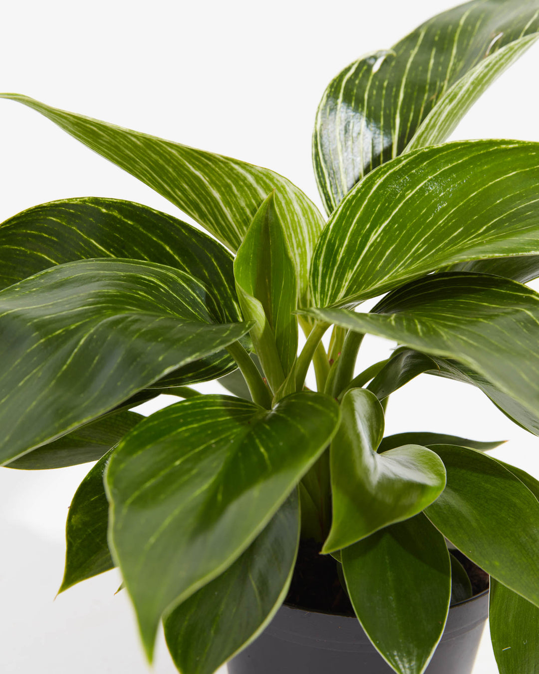 philodendron birkin leaf not unfurling Philodendron Birkin | Indoor Plants