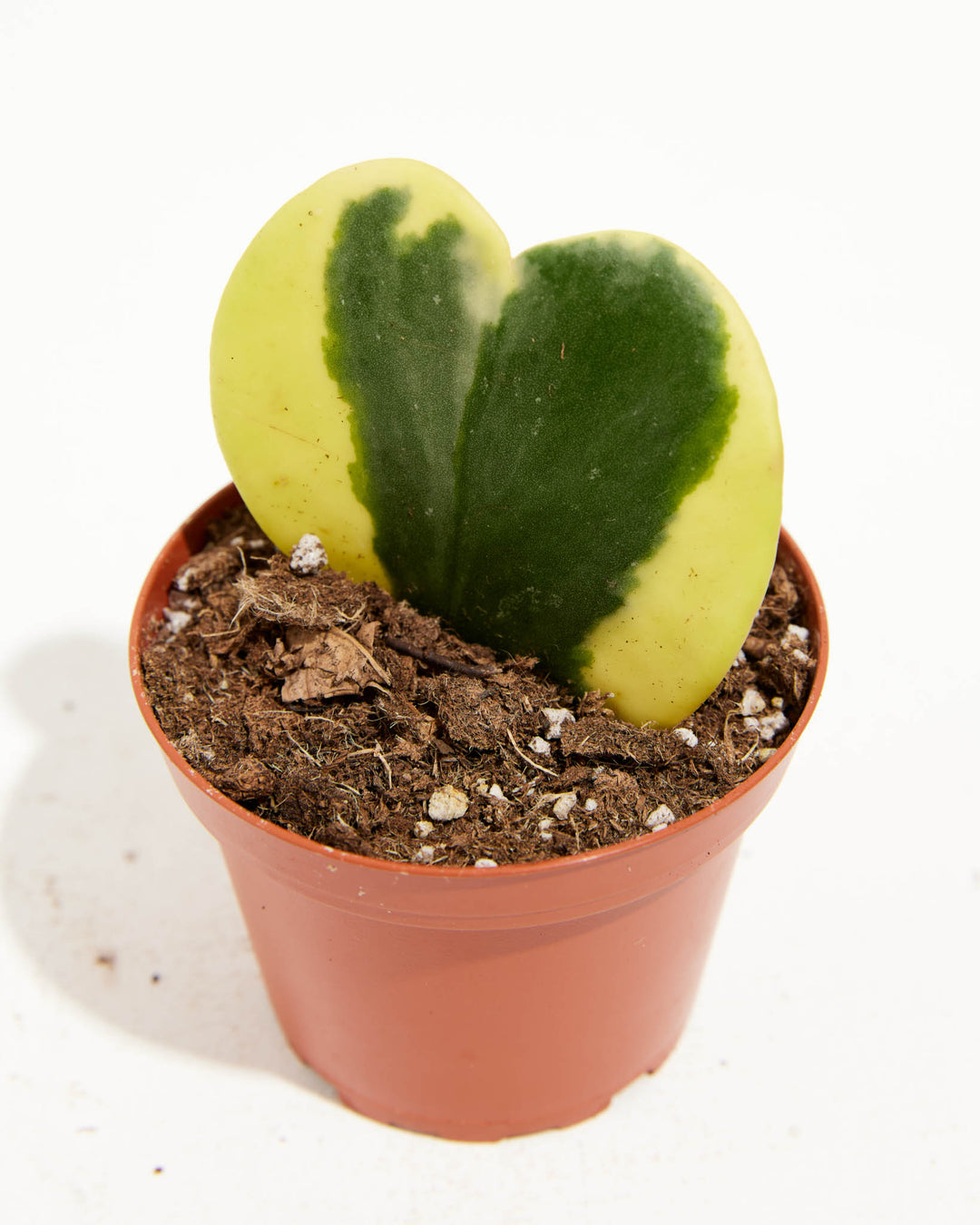 variegated hoya heart succulent Hoya Kerrii Variegated For Sale, Care Guide & Growing Tips