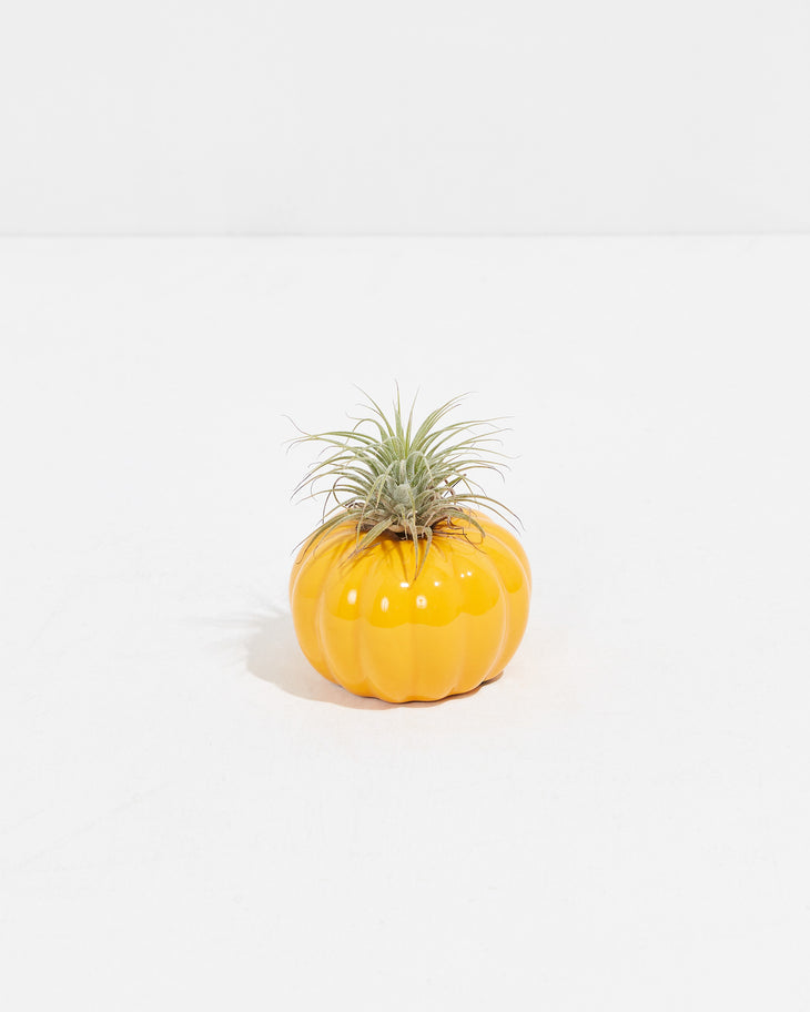 Sunshine Pumpkin Air Plant - 40% Off, Lively Root, Plant, , , , 