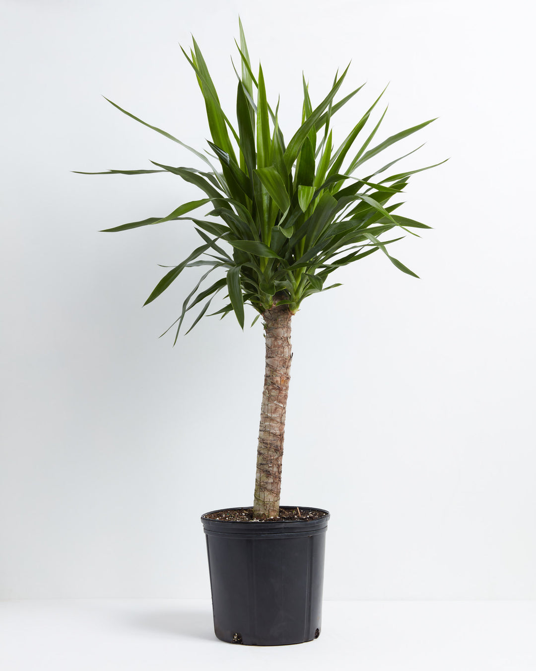 yucca plant indoor benefits Yucca Cane Plant