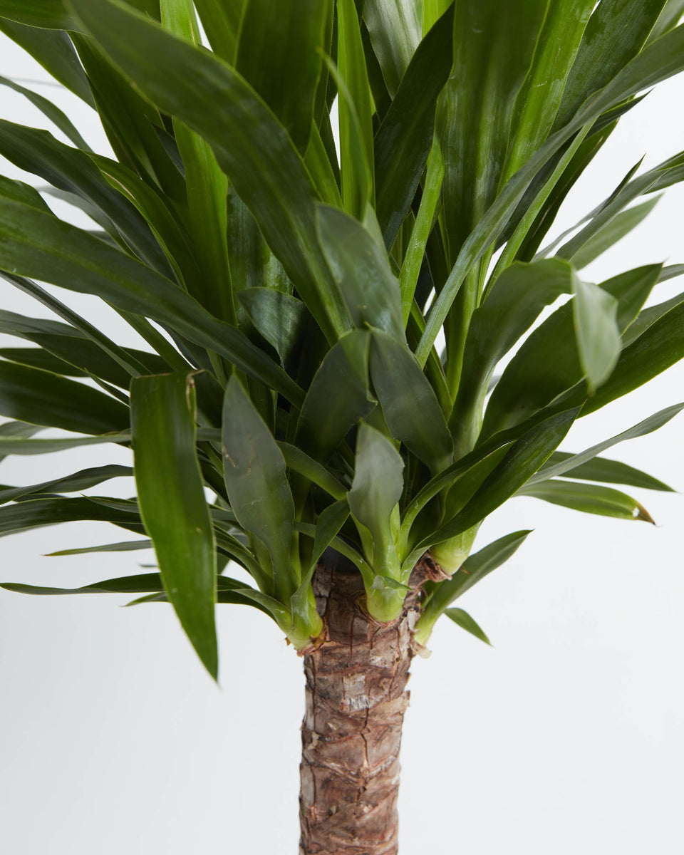 Yucca Cane Plant Featured Image