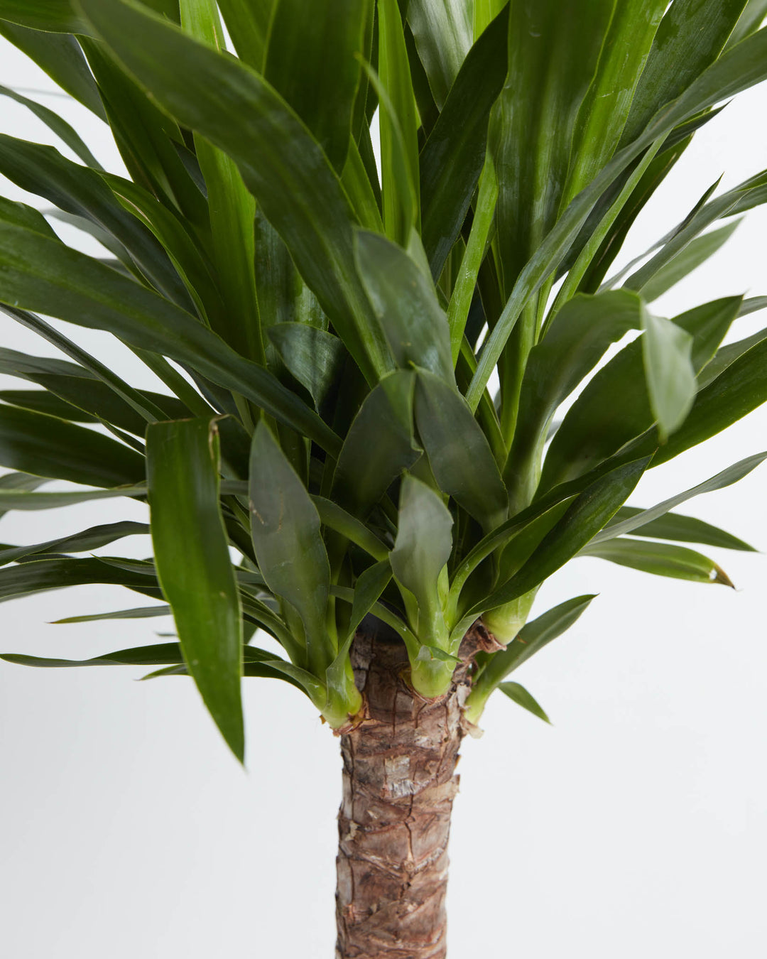 yucca cane plant pruning Yucca Cane Plant