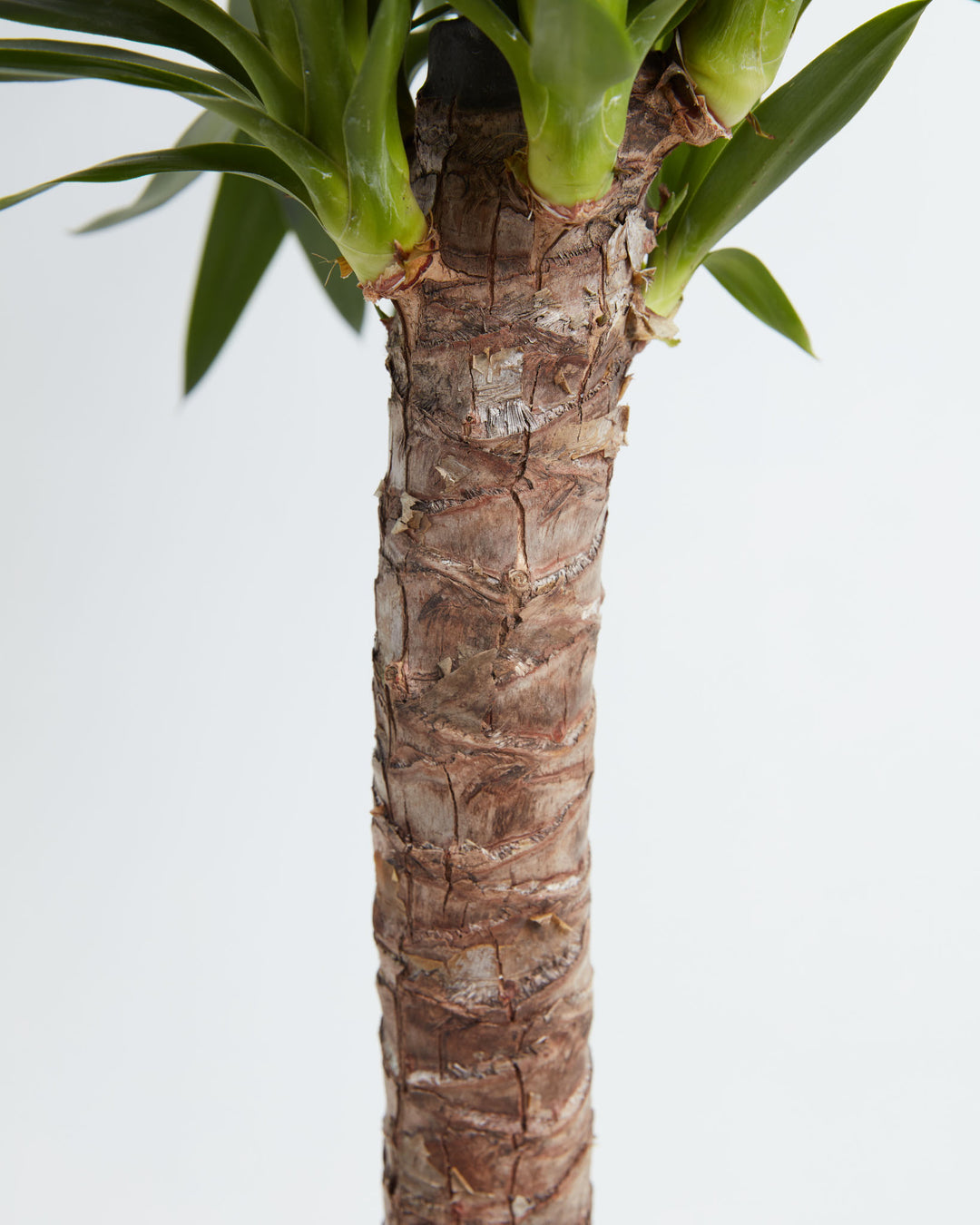 yucca cane potting soil Yucca Cane | Full Grown Options