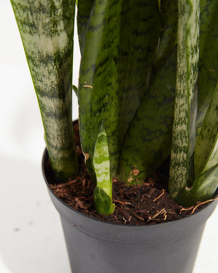 sansevieria small Shop Sansevieria Zeylanica Snake Plant, Including Care Guide