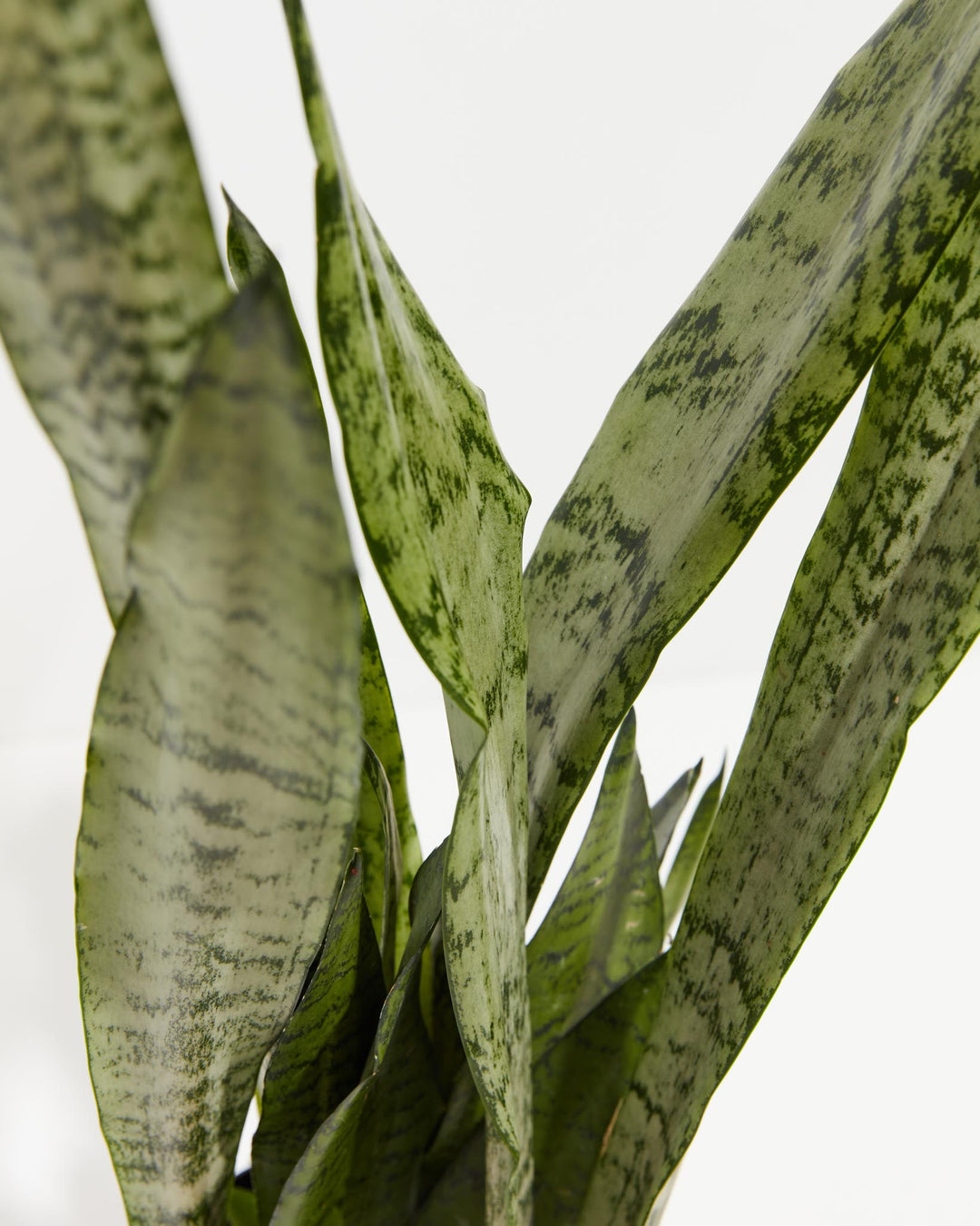 rare samurai sword snake plant Shop Sansevieria Zeylanica Snake Plant, Including Care Guide Small / Eco Pot / Earl Grey