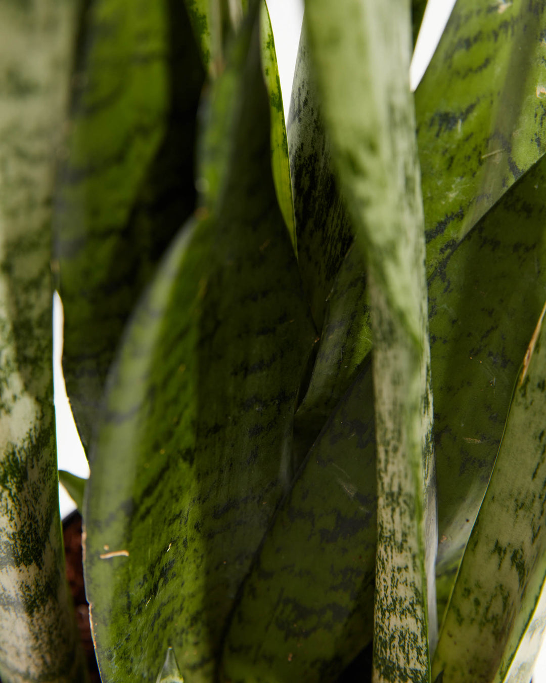 snake plant white spots Shop Sansevieria Zeylanica Snake Plant, Including Care Guide