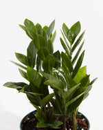 ZZ Plant Featured Image