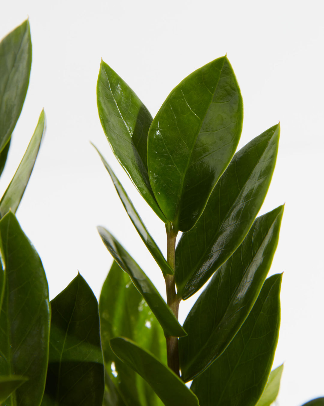 zamioculcas zamiifolia money tree ZZ Plant | Small, Medium & Large Options