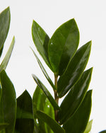 ZZ Plant Featured Image