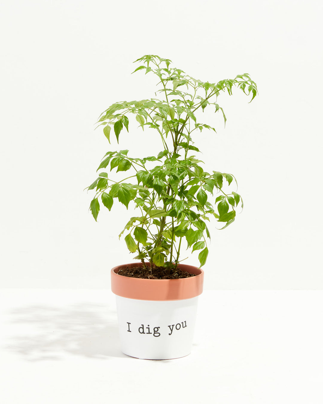 Say How You Feel Ceramic Pots, Lively Root, Planter, , , , 