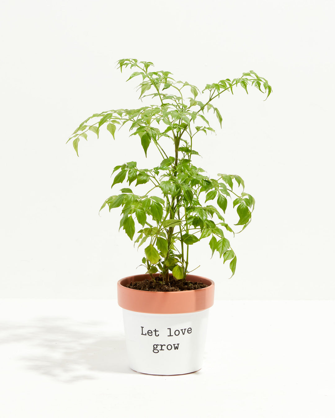 Say How You Feel Ceramic Pots, Lively Root, Planter, , , , 