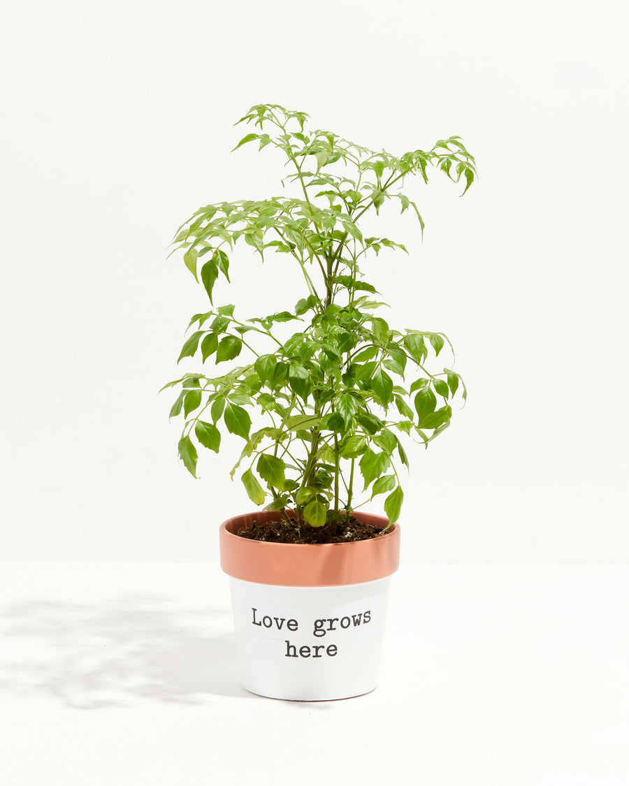 Say How You Feel Ceramic Pots, Lively Root, Planter, , , , 