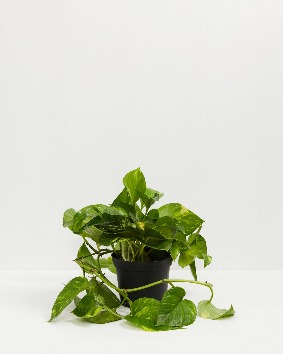 Everyone's Favorite Golden Pothos, Lively Root, Plant, , , , 