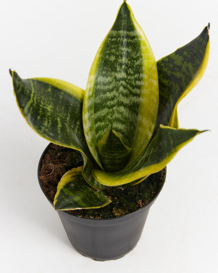 Futura Superba Snake Plant, Lively Root, Plant, , , , 