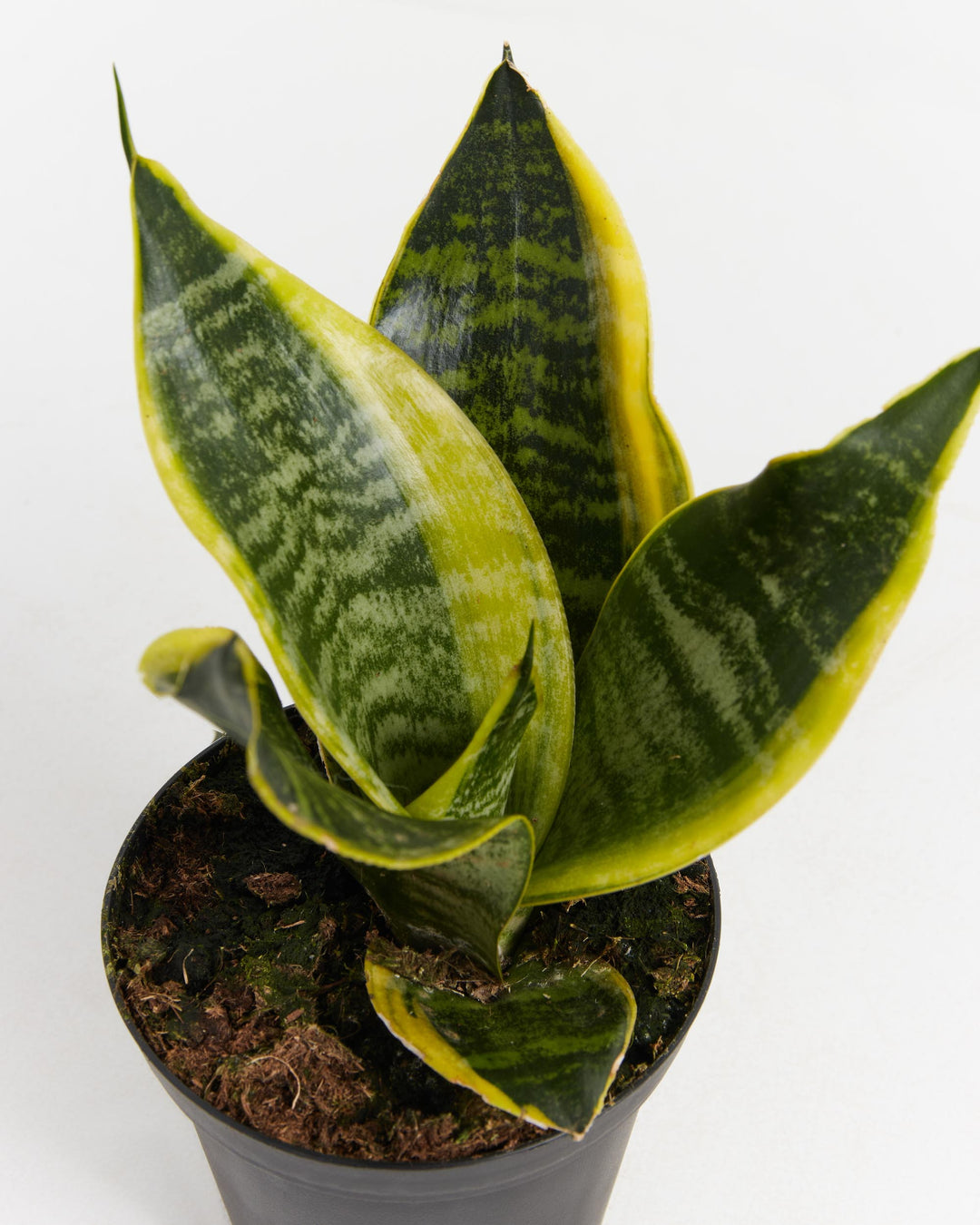 Futura Superba Snake Plant, Lively Root, Plant, , , , 