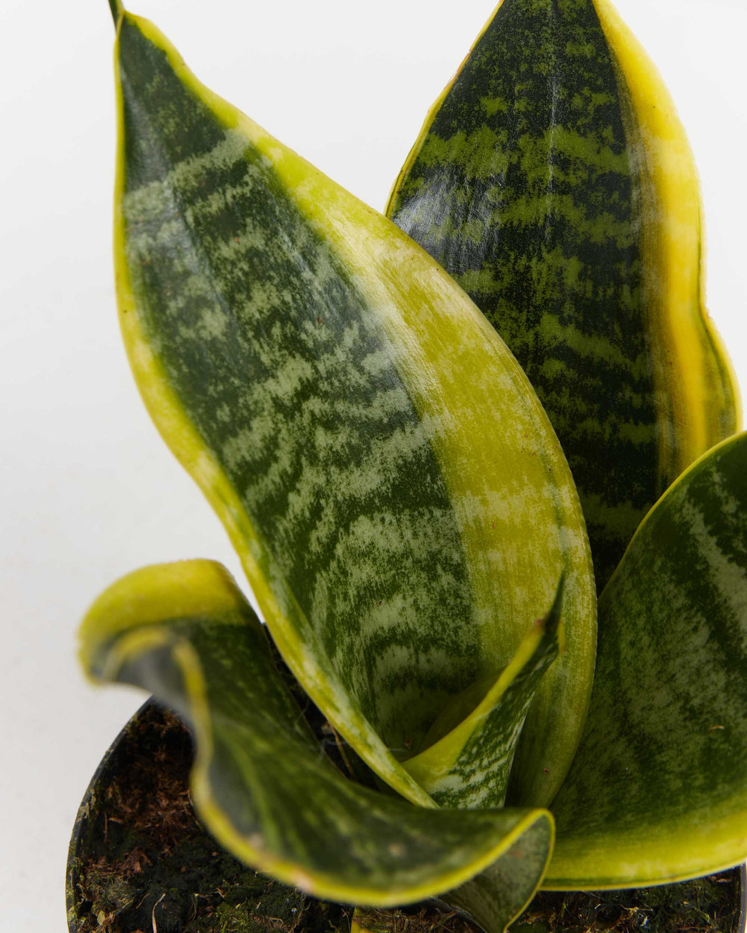 Futura Superba Snake Plant, Lively Root, Plant, , , , 
