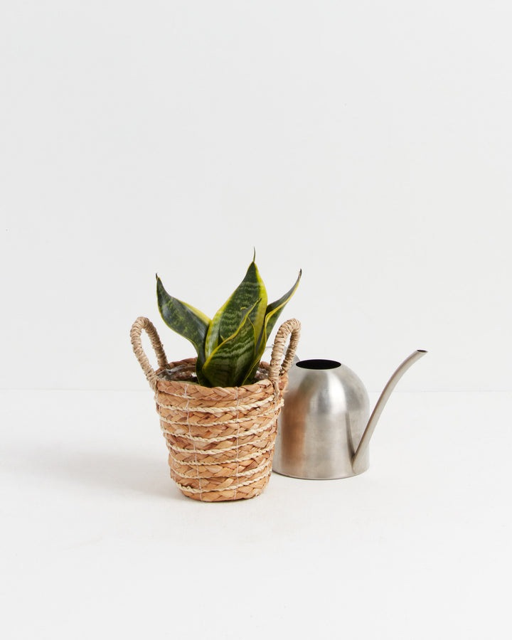 Futura Superba Snake Plant, Lively Root, Plant, , , , 